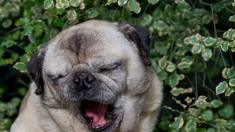 NotYourAverageBear / Shutterstock.com