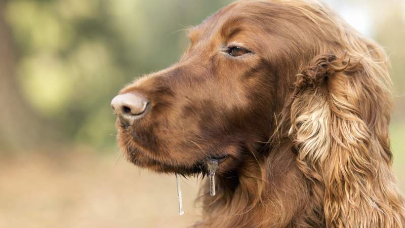 Reddogs / Shutterstock.com