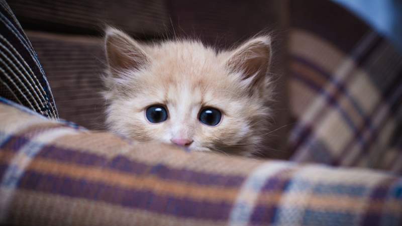 Khamidulin Sergey / Shutterstock.com