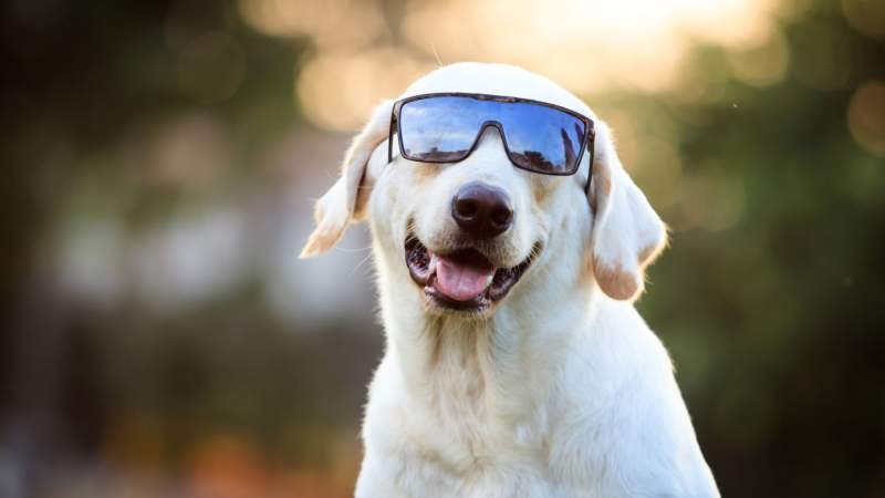 Chayatorn Laorattanavech / Shutterstock.com