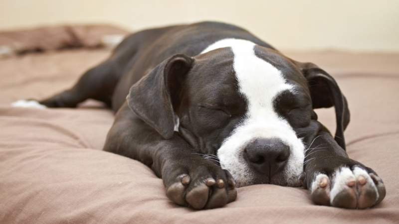 dogboxstudio / Shutterstock.com