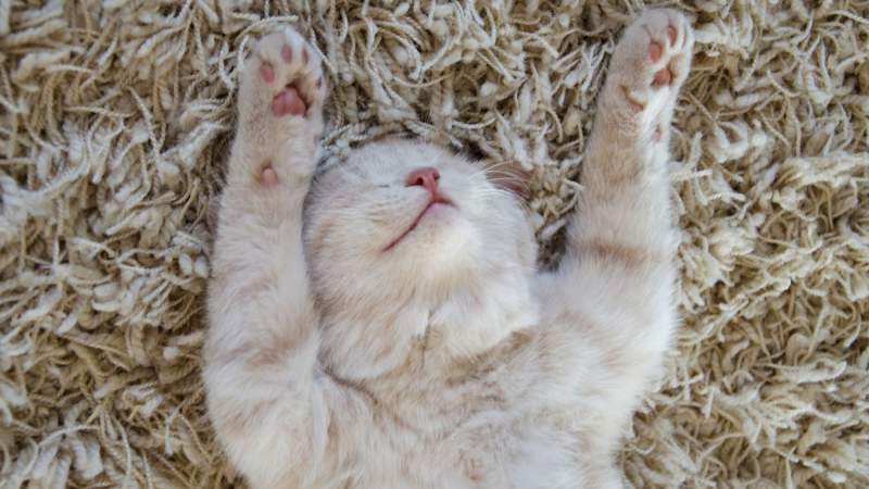 berna namoglu / Shutterstock.com