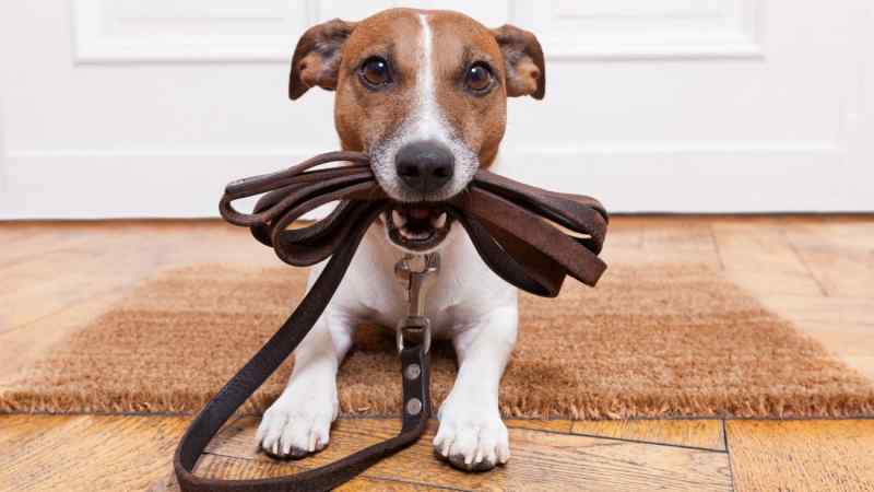 Javier Brosch / Shutterstock